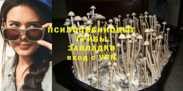 прущие грибы Армянск